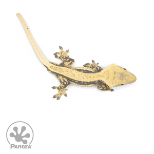 Male Lavender Quadstripe Crested Gecko Cr-1375 from above