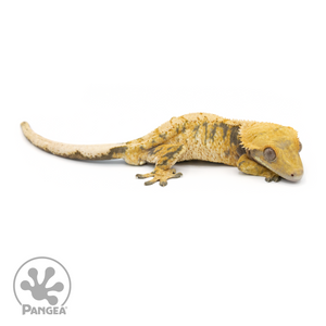 Male XXX Tricolor Crested Gecko Cr-1376 looking right 
