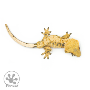 Male XXX Tricolor Crested Gecko Cr-1376 from above