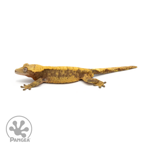 Male Red Harlequin Crested Gecko Cr-1377 looking left 