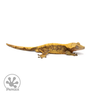 Male Red Harlequin Crested Gecko Cr-1377 looking right 