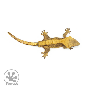 Male Red Harlequin Crested Gecko Cr-1377 from above
