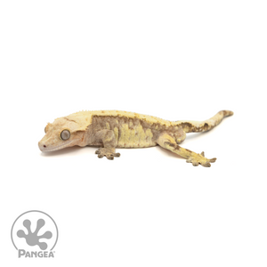 Male Extreme Harlequin Crested Gecko Cr-1378 looking left 