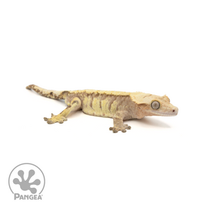 Male Extreme Harlequin Crested Gecko Cr-1378 looking right 