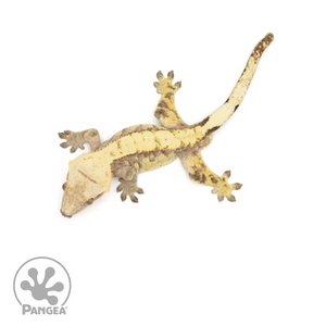 Male Extreme Harlequin Crested Gecko Cr-1378 from above