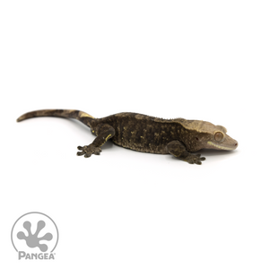 Male Black Phantom Crested Gecko Cr-1380 looking right