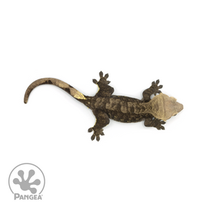 Male Black Phantom Crested Gecko Cr-1380 from above