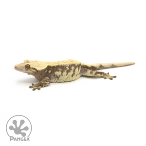 Female Extreme Harlequin Crested Gecko Cr-1381 looking left