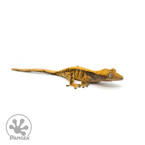 Juvenile XXX Crested Gecko Cr-1383 looking right 