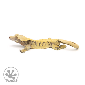 Male XXX Crested Gecko Cr-1384 looking left