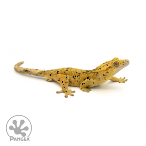 Male Super Dalmatian Crested Gecko Cr-1386 looking right 
