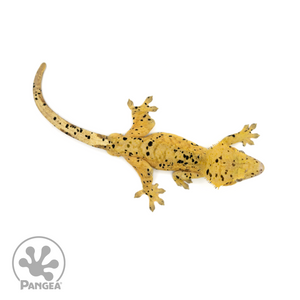 Male Super Dalmatian Crested Gecko Cr-1386 from above