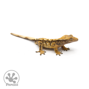 Male Extreme Harlequin Tricolor Crested Gecko Cr-1387 looking right 