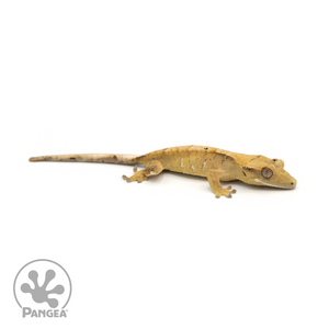 Juvenile Dalmatian Flame Crested Gecko Cr-1388 looking right 