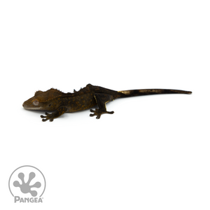 Juvenile OG Black Crested Gecko Cr-1389 looking left