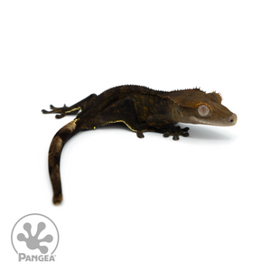 Juvenile OG Black Crested Gecko Cr-1389 looking right 