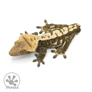 Male Harlequin Crested Gecko Cr-1390 from above