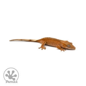 Juvenile Red Harlequin Crested Gecko Cr-1391 looking right 
