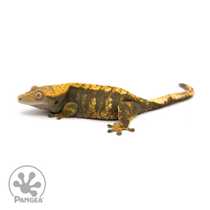 Female Harlequin Crested Gecko Cr-1392 looking left