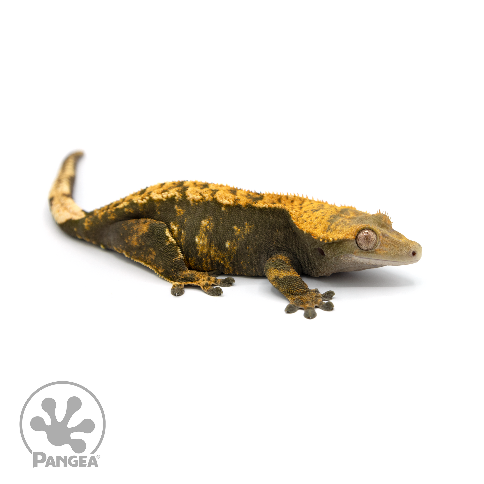 Female Harlequin Crested Gecko Cr-1392 looking right