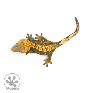 Female Harlequin Crested Gecko Cr-1392 from above