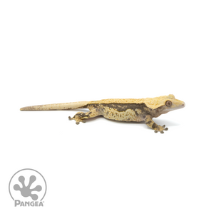 Female Lavender Quadstripe Crested Gecko Cr-1393 looking right 