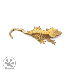 Female Red Extreme Harlequin Crested Gecko Cr-1394 from above