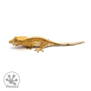 Female Betty White Pinstripe Crested Gecko Cr-1396 looking left