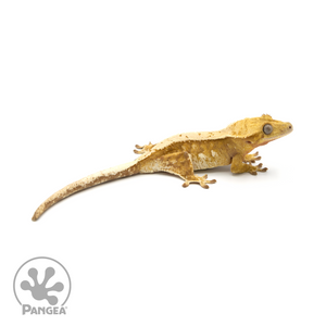 Female Betty White Pinstripe Crested Gecko Cr-1396 looking right 