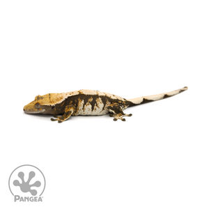 Female Extreme Harlequin Crested Gecko Cr-1397 looking left 