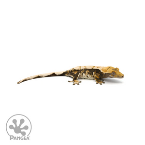 Female Extreme Harlequin Crested Gecko Cr-1397 looking right