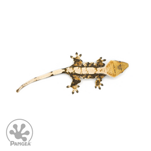 Female Extreme Harlequin Crested Gecko Cr-1397 from above