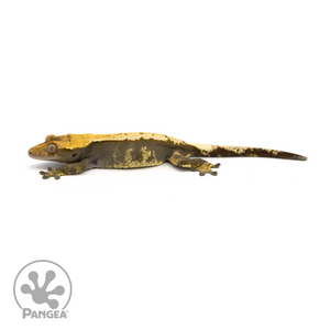 Female Pinstripe Crested Gecko Cr-1398 looking left 