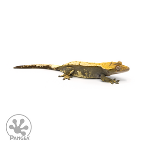 Female Pinstripe Crested Gecko Cr-1398 looking right
