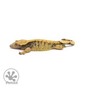 Female XXX Crested Gecko Cr-1399 looking left 
