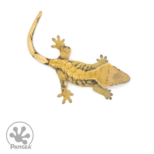 Female XXX Crested Gecko Cr-1399 from above