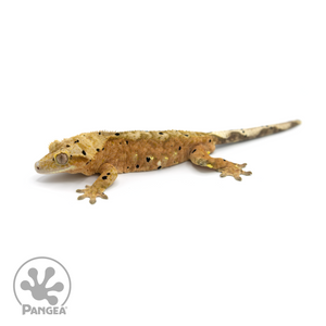 Male Tiger Dalmatian Crested Gecko Cr-1400 looking left 