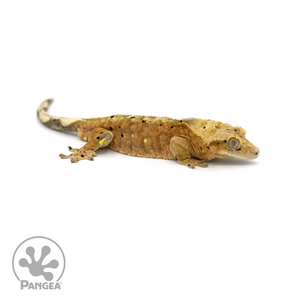 Male Tiger Dalmatian Crested Gecko Cr-1400 looking right 