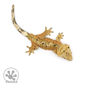 Male Tiger Dalmatian Crested Gecko Cr-1400 from above