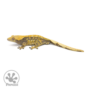 Male Lavender Tricolor Crested Gecko Cr-1401 looking left 