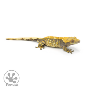 Male Lavender Tricolor Crested Gecko Cr-1401 looking right