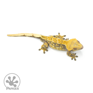 Male Lavender Tricolor Crested Gecko Cr-1401 from above