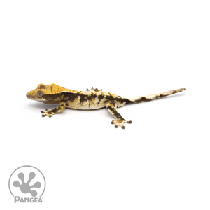 Juvenile Tricolor Crested Gecko Cr-1404 looking left