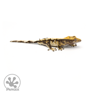 Juvenile Tricolor Crested Gecko Cr-1404 looking right