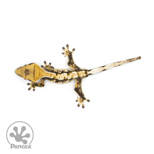 Juvenile Tricolor Crested Gecko Cr-1404 from above