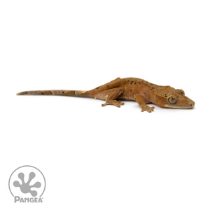 Juvenile Dalmatian Crested Gecko Cr-1405 looking right