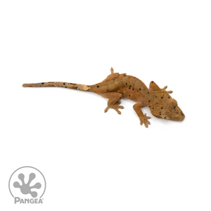 Juvenile Dalmatian Crested Gecko Cr-1405 from above