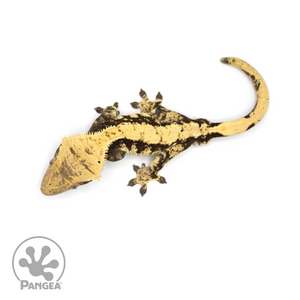 Male Harlequin Crested Gecko Cr-1406 from above