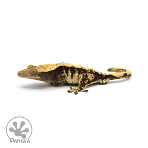 Male Harlequin Crested Gecko Cr-1406 looking left