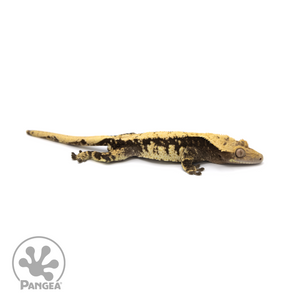 Male Harlequin Crested Gecko Cr-1406 Looking right 